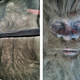 Illustration for article titled Uncovering the Dirty Secrets Behind the Latest Dead Bigfoot Story